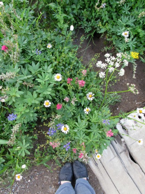 Enjoying the Wildflowers at Mt. Rainier National Park.  August, 2013.