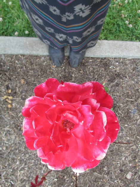 Rose Garden I Feet Friday