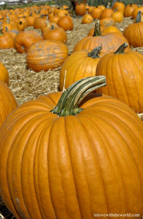 Pumpkins | inlovewiththeworld.com